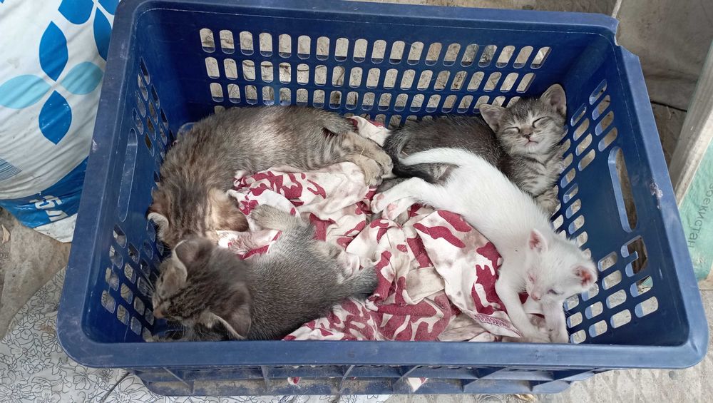 Котята в добрые руки