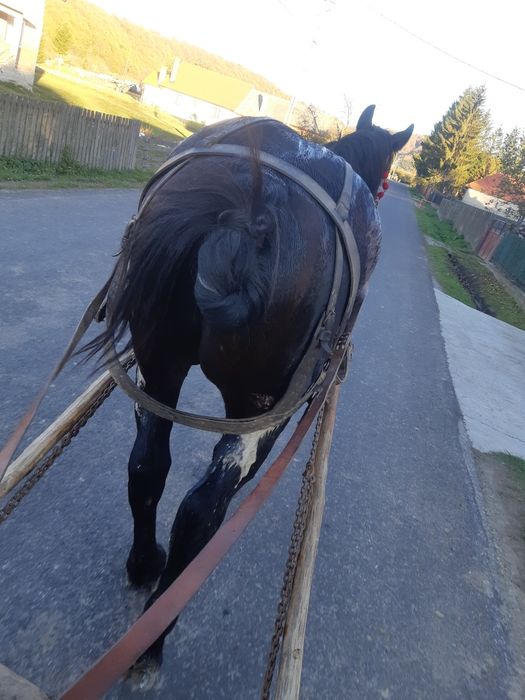 De vanzare:cal in varsta de 7 ani.