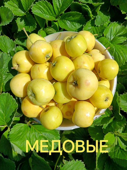 Яблоки дачные продам