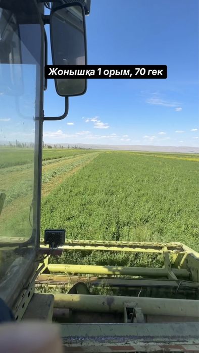 Семена люцерны, высокое качество .