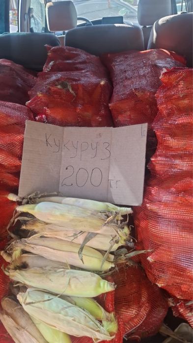 Сырой кукуруз. Семей.