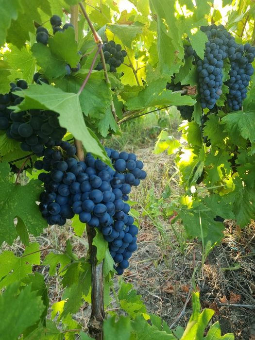 Producator Vand struguri pentru vin