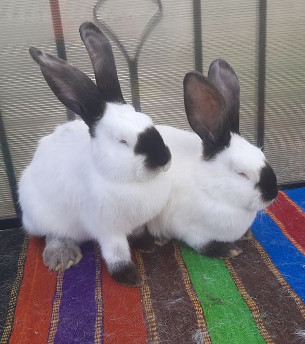 Femele Uriaș de Transilvania