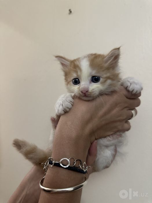 Отдам котннка в добрые руки. С отслеживанием
