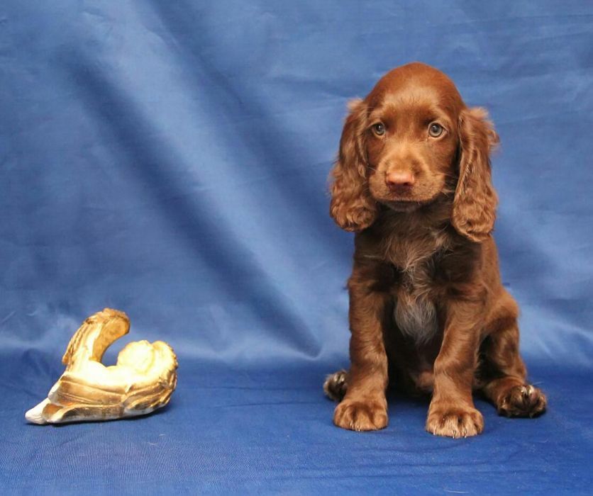 Спаниель Шоколадка