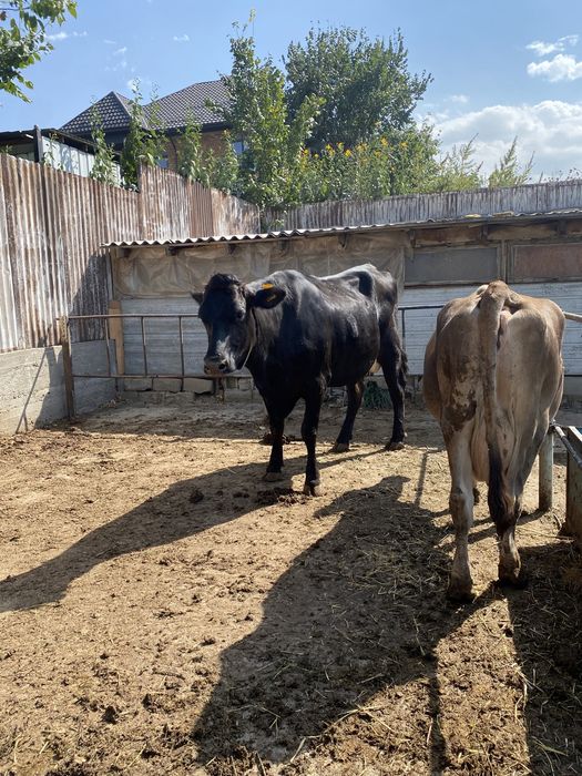 Продам племеных коров