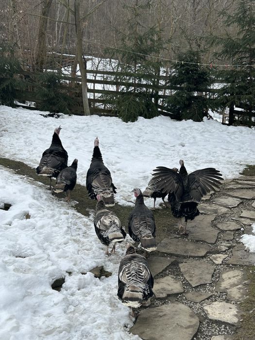 Curcan si curca pentru reproducere