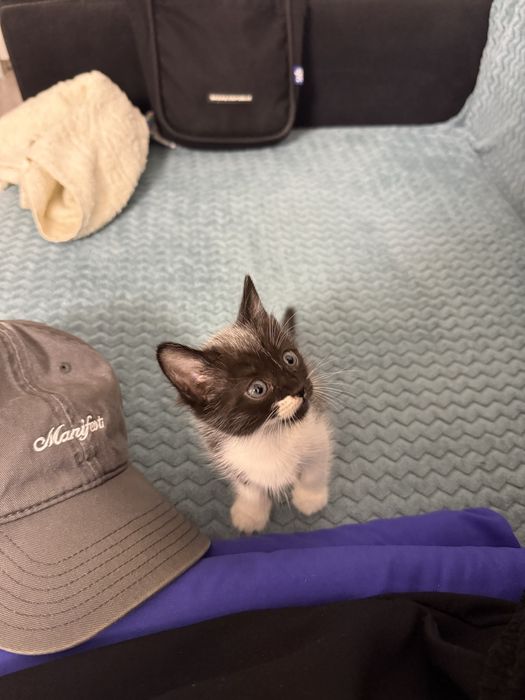 Котёнка бесплатно отдадим