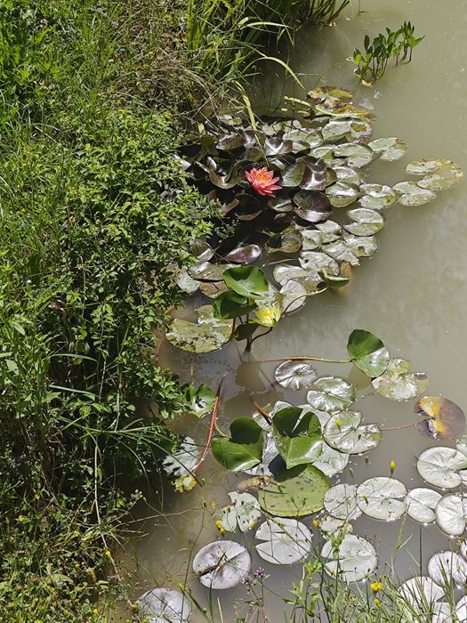 Продавам водни лилии