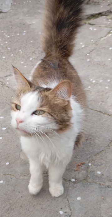 котята в хорошие, добрые руки