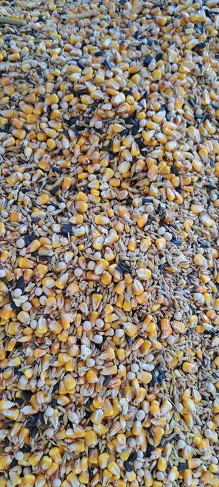 Urluiala cu cereale din recolta 2025