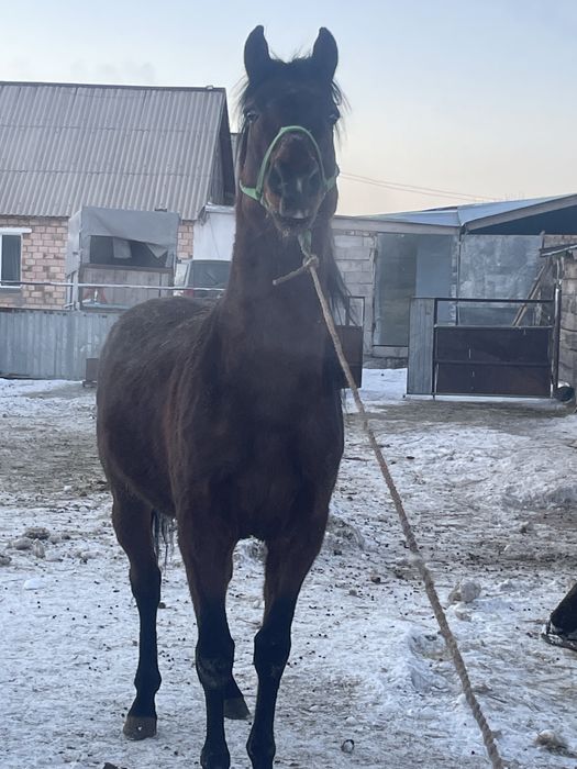 Продается жеребец