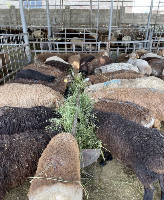 Бараны Қойлар доставка резка