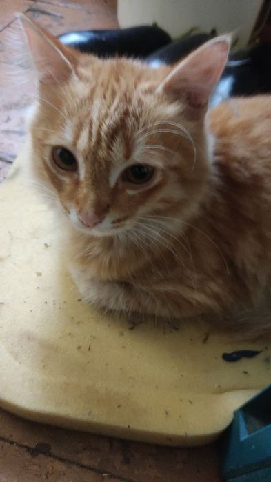 Рыжее "солнышко", приносящее радость