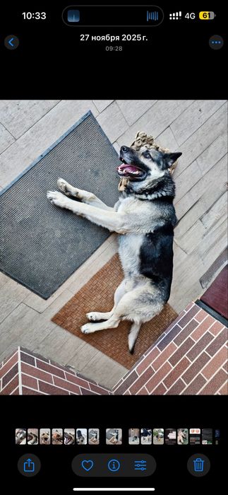 Вео для вязки(кобель)