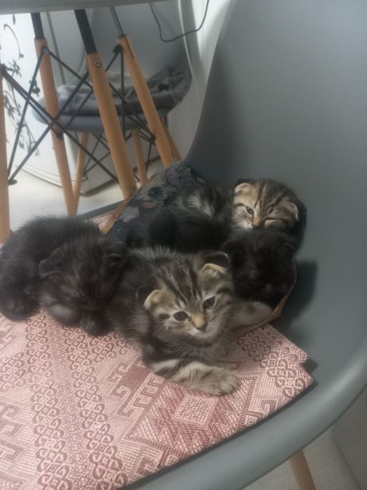 Продам вислоухих шотландских котят