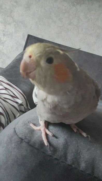 Продам попугая корелла