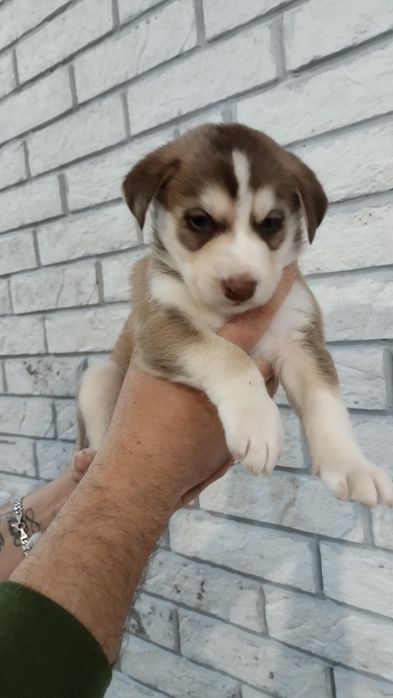 Отдам щенков в добрые руки