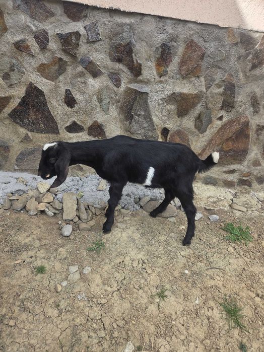 Tapisori anglonubian