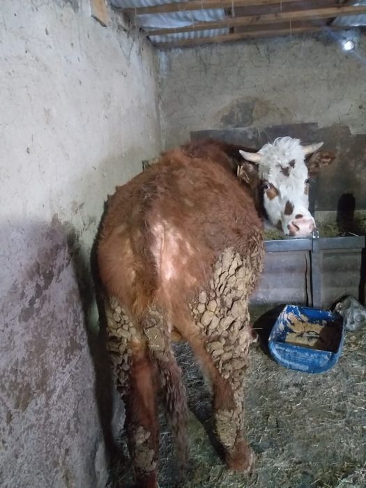 Продам бычка(тайогиз)