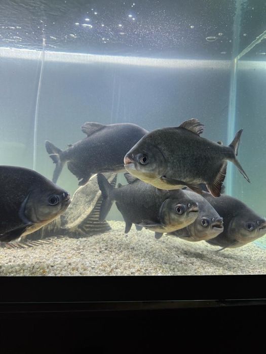 Пиранье сатамын.