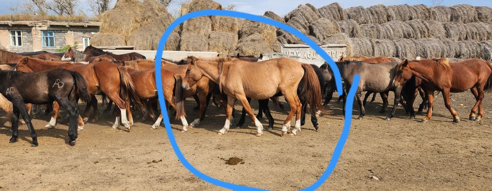 Продам лошадей бие