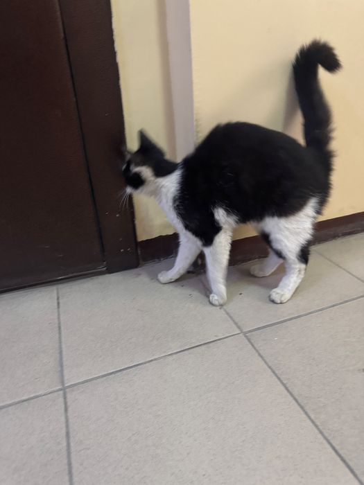 Мысықты асырап алатын адам болса