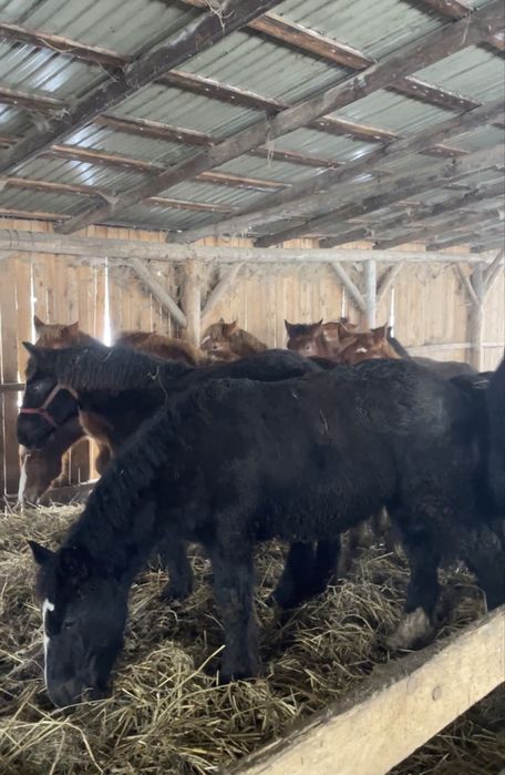 Vand manzi si manze din cai  grei