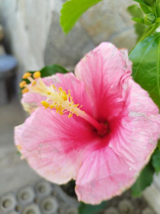 Китайски рози  различни цветове