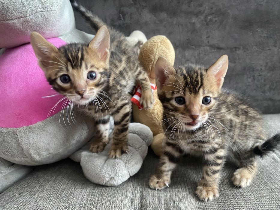 Котята бенгальской породы