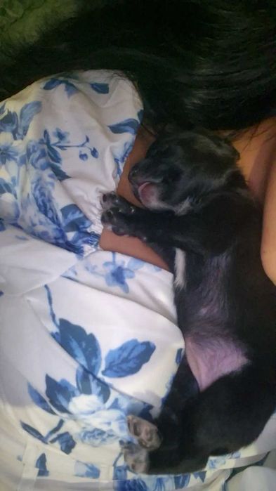 Новородено кученце