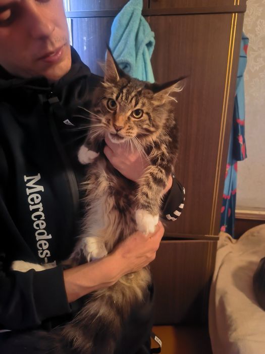 Продаю котят мейнкунов