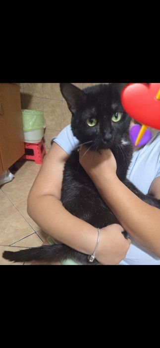 motan spre adoptie