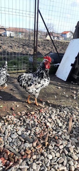 Caută altă casă cocosi pita  pinta asturiana