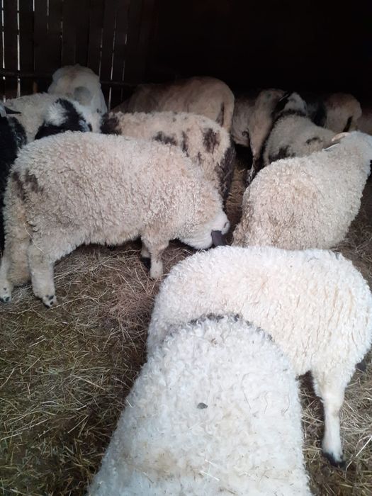 Vand miei   pentru paste