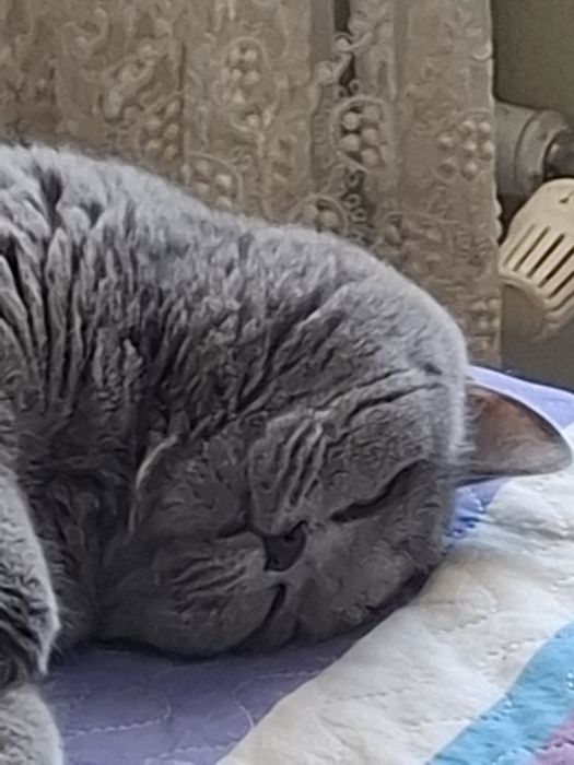 Отдам в добрые руки кошку британку