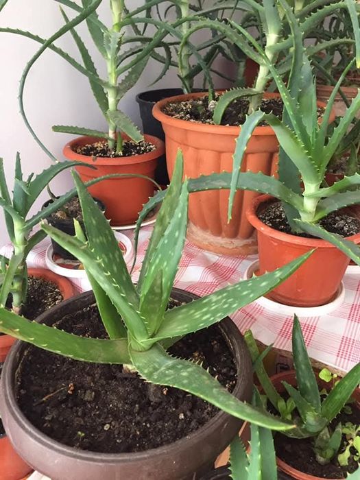 Vând  planta Aloe Vera