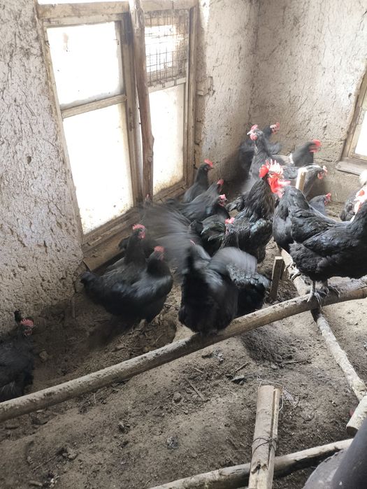 Qora shag'zoda tovuq Tuxumi bor