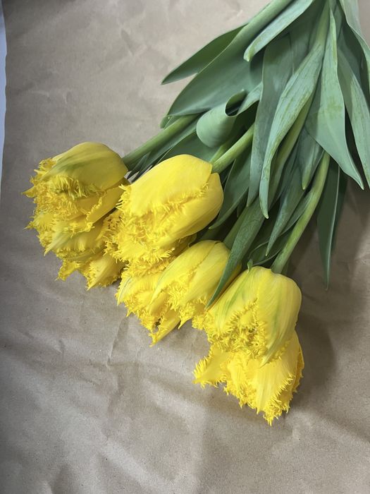 Тюльпаны оптом от 420 тенге