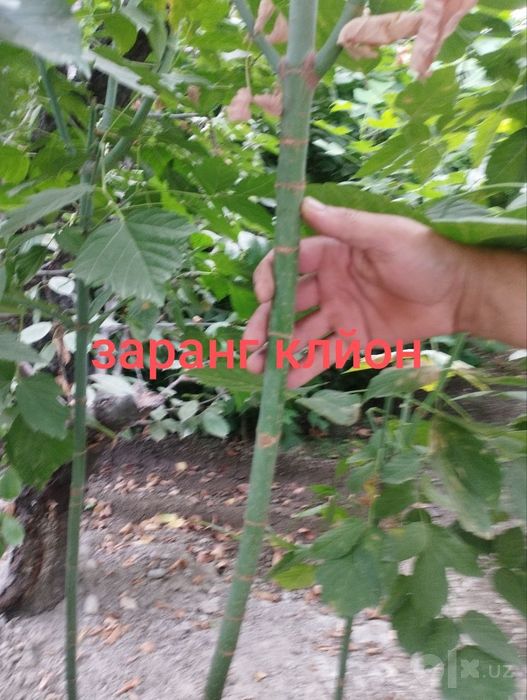 Zarang klyon manzarali daraxt ko'chatlar