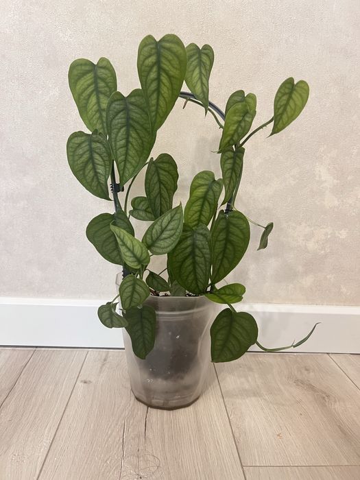 Монстера Сильтепекана