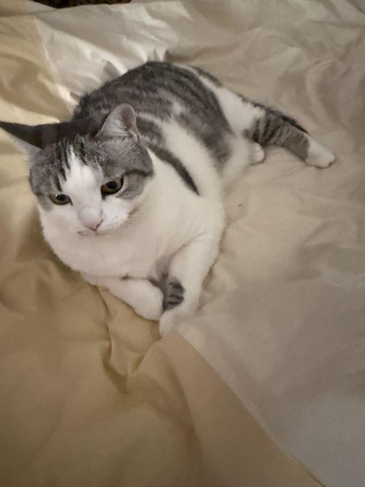 Отдам кота в хорошие руки