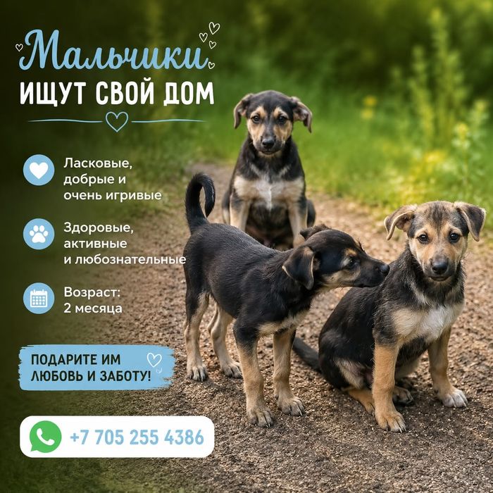 Щенки в поиске дома