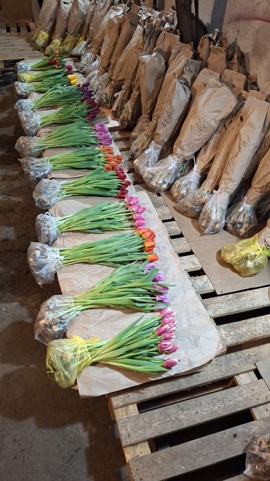 Тюльпаны в наличии Алматы.