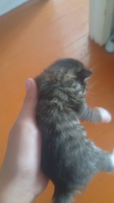 Отдам котят в добрые руки.