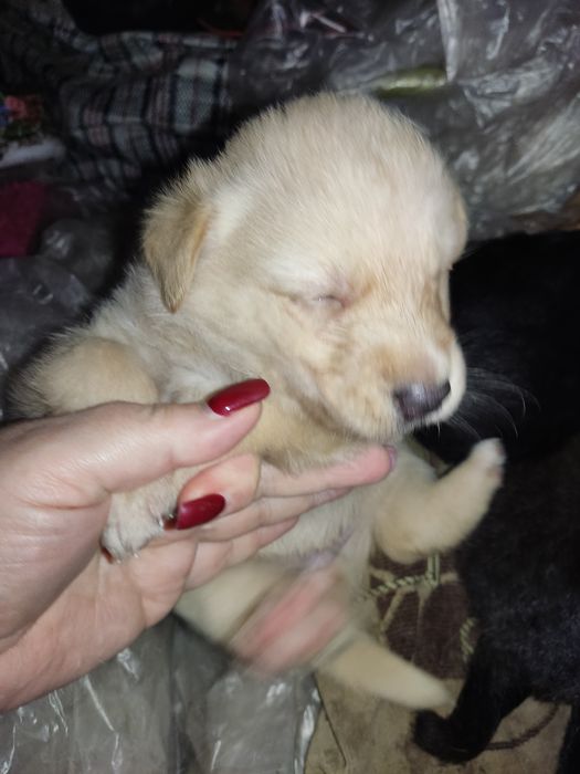 Щеночка в добрые руки