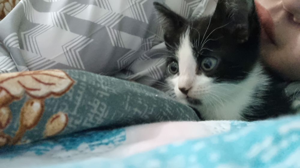 котёнок,мальчик бесплатно