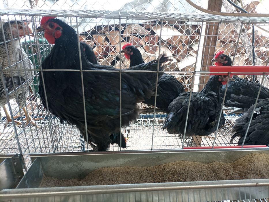 Cocoș Australorp