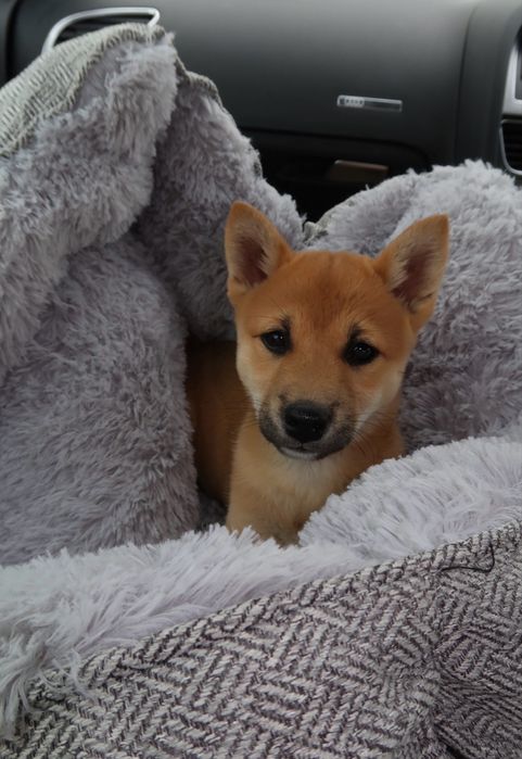 Puiuti de Shiba Inu