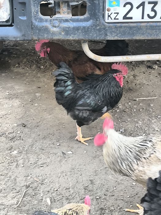Домашние петухи продается